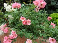 SAM_4902.webp