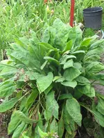 025_576x768.webp