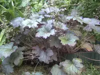 BILD3224.webp