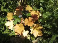 BILD2902.webp