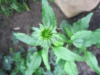 001.webp