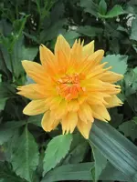 003.webp