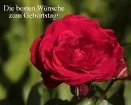 Geburtstag Fini.webp