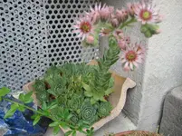 015.webp