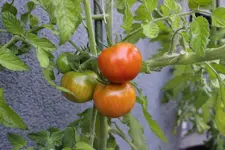 tomaten_fast_rot.webp