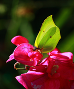 Zitronenfalter_gelb_Wicke pink_Hintergrund grün3_800.webp