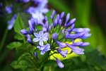 Agapanthus_blau_grün_gelber Hintergrund2_640.JPG