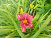 DSCN1151.webp