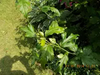 1C.webp