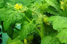 _Minibel.webp