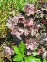 017_576x768.webp