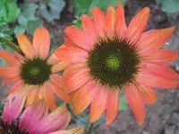 Echinacea Cheyenne Spirit.webp