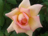 2014-07-12 11.34.18.webp