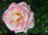 2014-07-12 11.34.32.webp