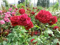 CIMG8219.webp
