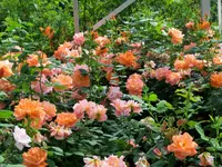 CIMG8220.webp