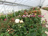 CIMG8222.webp