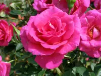 CIMG8225.webp