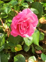 CIMG8228.webp