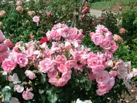 CIMG8230.webp