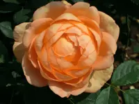 CIMG8264.webp