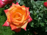 CIMG8260.webp