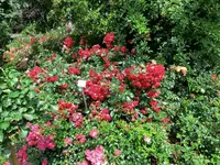 CIMG8259.webp