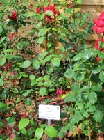 CIMG8257.webp