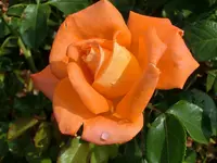 CIMG8247.webp