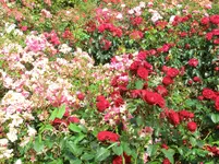 CIMG8248.webp