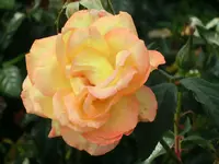 CIMG8253.webp