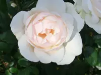 CIMG8250.webp