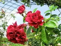 CIMG8238.webp