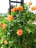 CIMG8226.webp