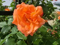 CIMG8227.webp