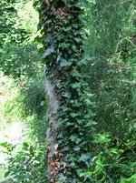 CIMG8266.webp