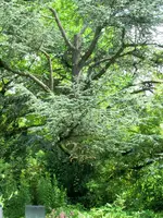 CIMG8272.webp