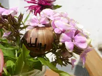 P1150081.webp