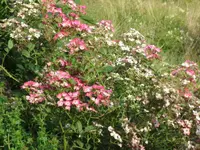 SAM_4916.webp