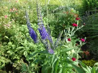 SAM_4922.webp