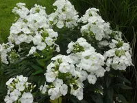SAM_4907.webp