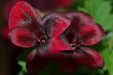 Geranie_15284.webp