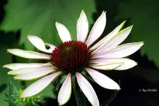 _Echi rosefarb..webp