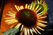 _Echi namenlos.webp