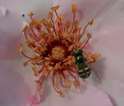 Schwebfliege.webp