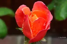 _Lachsf. Rose.webp