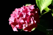 _Hortensienbluete.webp