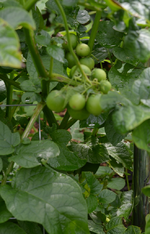 DSC_9631_Kartoffelfruchte.webp