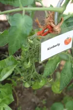Kimberly-IMG_2227.webp