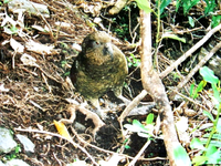 Kea (1) vx.webp